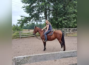 Sonstige Rassen, Stute, 19 Jahre, 155 cm, Brauner