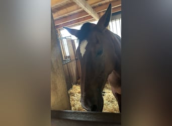 Sonstige Rassen, Stute, 19 Jahre, 155 cm, Brauner