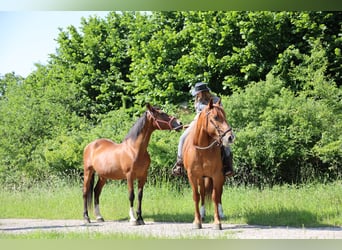 Sonstige Rassen, Stute, 19 Jahre, 155 cm, Brauner