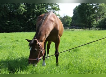 Sonstige Rassen, Stute, 19 Jahre, 155 cm, Brauner