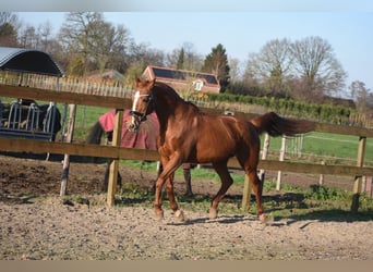 Sonstige Rassen, Stute, 19 Jahre, 160 cm, Fuchs