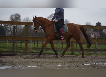 Sonstige Rassen, Stute, 19 Jahre, 160 cm, Fuchs