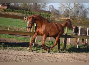 Sonstige Rassen, Stute, 19 Jahre, 162 cm, Fuchs