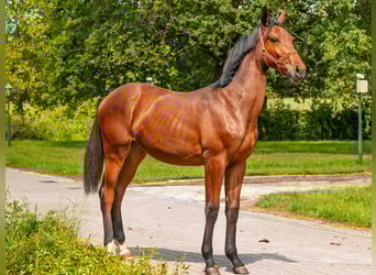 Sonstige Rassen, Stute, 1 Jahr, 140 cm, Brauner