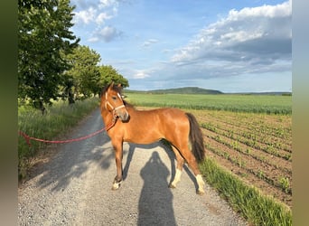 Sonstige Rassen, Stute, 1 Jahr, 145 cm, Brauner