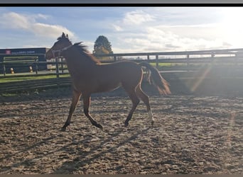 Sonstige Rassen, Stute, 1 Jahr, 175 cm, Brauner