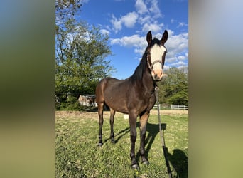 Sonstige Rassen Mix, Stute, 1 Jahr, Overo-alle-Farben