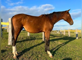 Sonstige Rassen, Stute, 1 Jahr, Rotbrauner