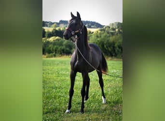 Sonstige Rassen, Stute, 1 Jahr, Schwarzbrauner