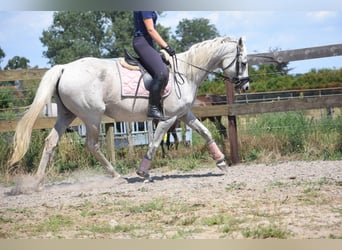 Sonstige Rassen, Stute, 20 Jahre, 162 cm, Schimmel