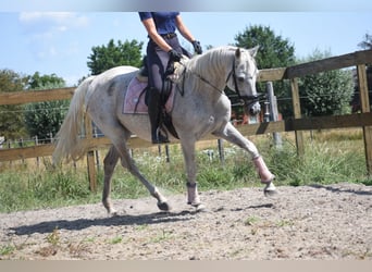 Sonstige Rassen, Stute, 20 Jahre, 162 cm, Schimmel