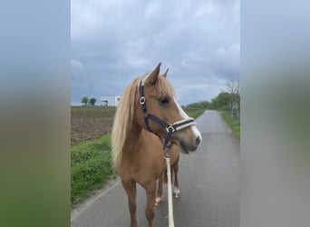 Sonstige Rassen Mix, Stute, 21 Jahre, 144 cm