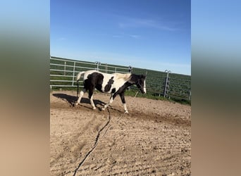 Sonstige Rassen Mix, Stute, 24 Jahre, 146 cm, Schecke