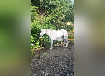 Sonstige Rassen, Stute, 27 Jahre, Schimmel