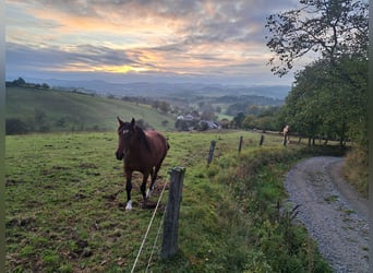 Sonstige Rassen Mix, Stute, 2 Jahre, 140 cm, Brauner