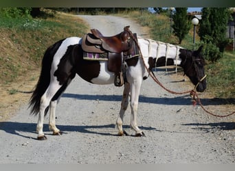 Sonstige Rassen, Stute, 2 Jahre, 144 cm, Schecke