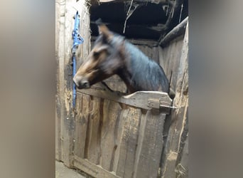 Sonstige Rassen, Stute, 2 Jahre, 145 cm, Dunkelbrauner