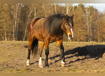 Sonstige Rassen Mix, Stute, 2 Jahre, 150 cm, Brauner