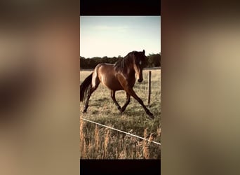 Sonstige Rassen Mix, Stute, 2 Jahre, 150 cm, Dunkelbrauner
