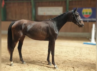 Sonstige Rassen, Stute, 2 Jahre, 156 cm, Rotbrauner