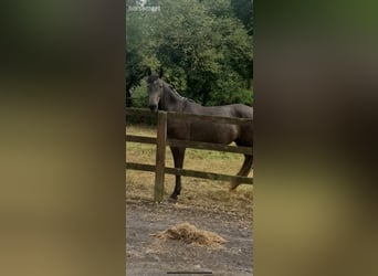 Sonstige Rassen, Stute, 2 Jahre, 157 cm, Roan-Bay