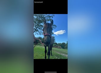 Sonstige Rassen, Stute, 2 Jahre, 157 cm, Roan-Bay