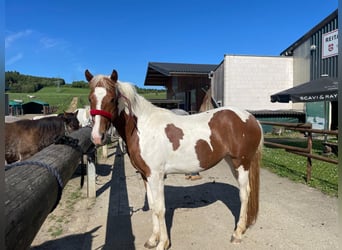 Sonstige Rassen, Stute, 2 Jahre, 160 cm, Schecke