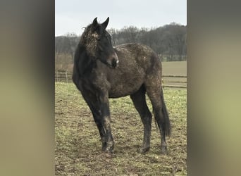 Sonstige Rassen Mix, Stute, 2 Jahre, 165 cm, Rappe