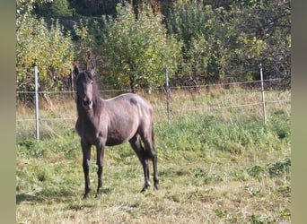 Sonstige Rassen, Stute, 2 Jahre