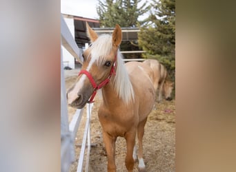Sonstige Rassen, Stute, 2 Jahre, Pearl