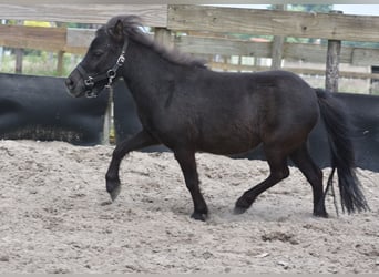 Sonstige Rassen, Stute, 2 Jahre, Rappe