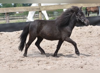 Sonstige Rassen, Stute, 2 Jahre, Rappe