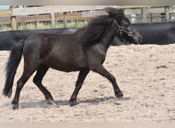Sonstige Rassen, Stute, 2 Jahre, Rappe
