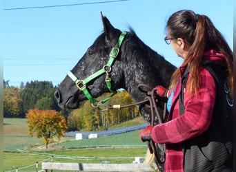 Sonstige Rassen, Stute, 2 Jahre, Schwarzbrauner
