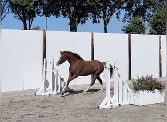 Sonstige Rassen, Stute, 3 Jahre, 125 cm