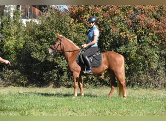 Sonstige Rassen Mix, Stute, 3 Jahre, 138 cm, Fuchs