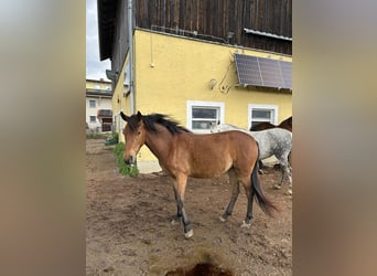 Sonstige Rassen Mix, Stute, 3 Jahre, 139 cm, Brauner