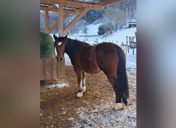 Sonstige Rassen Mix, Stute, 3 Jahre, 140 cm, Brauner