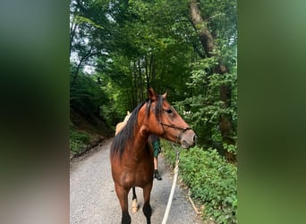 Sonstige Rassen Mix, Stute, 3 Jahre, 140 cm, Brauner