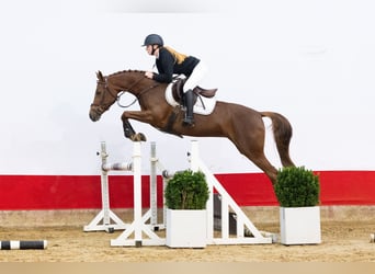 Sonstige Rassen, Stute, 3 Jahre, 149 cm, Dunkelfuchs