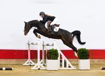 Sonstige Rassen, Stute, 3 Jahre, 150 cm, Dunkelbrauner