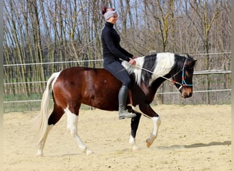 Sonstige Rassen, Stute, 3 Jahre, 150 cm, Schecke