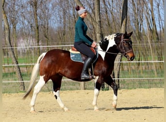Sonstige Rassen, Stute, 3 Jahre, 150 cm, Schecke