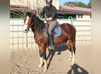 Sonstige Rassen, Stute, 3 Jahre, 150 cm, Schecke
