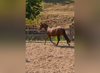 Sonstige Rassen Mix, Stute, 3 Jahre, 151 cm, Dunkelfuchs