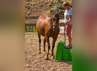 Sonstige Rassen Mix, Stute, 3 Jahre, 151 cm, Dunkelfuchs