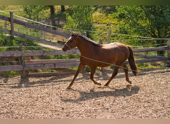 Sonstige Rassen Mix, Stute, 3 Jahre, 151 cm, Dunkelfuchs