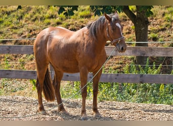 Sonstige Rassen Mix, Stute, 3 Jahre, 151 cm, Dunkelfuchs