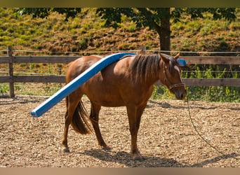 Sonstige Rassen Mix, Stute, 3 Jahre, 151 cm, Dunkelfuchs