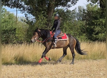 Sonstige Rassen, Stute, 3 Jahre, 152 cm, Brauner